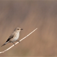 Seen on the farm Vlooikraal 20/3/2017. This is only the 3rd SF seen in 7 years!