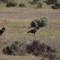 Large numbers Cape Crow occur in the Plains. Outnumbers Pied Crow substantially.