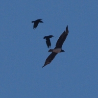 My first record of adult Martial Eagle in 7 years! Harassed by Cape Crow.