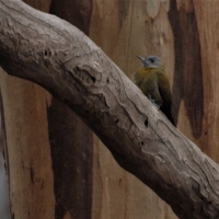 First Olive Woodpecker for the project seen at Graskloof farmyard