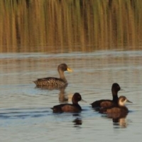 Male and female at Voelvlei