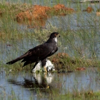 Black Sparrowhawk with prey, Blacksmith Plover