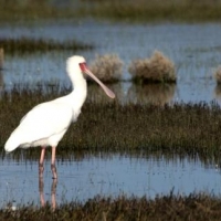 Flooded. African Spoonbill next to gravel road to Elim