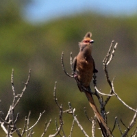 The not so common mousebird