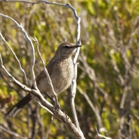 Plumage in Agulhas Plain