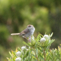 Fynbos ,5 - 1m height