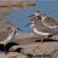 De Mond with Curlew Sandpiper