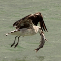 Juvenile with fish